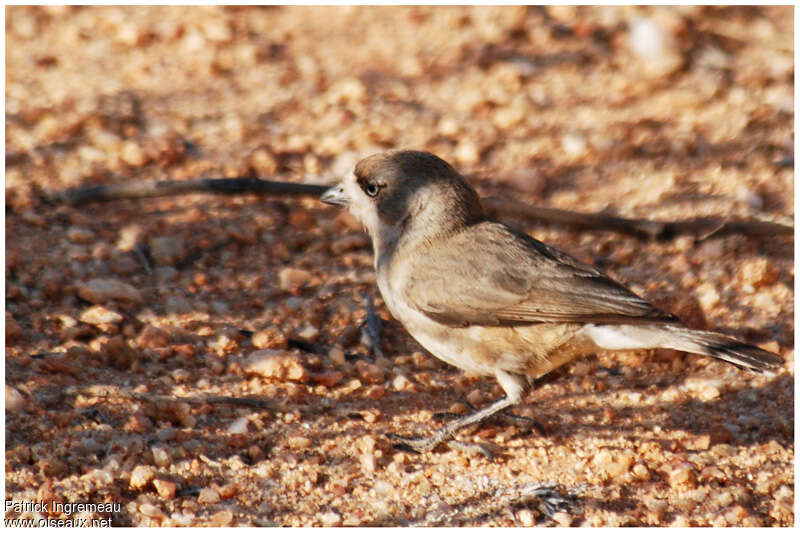 Southern Whitefaceadult, identification