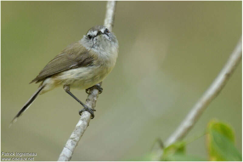 Brown Gerygone