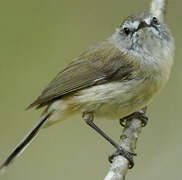 Brown Gerygone