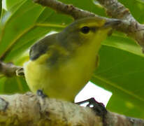 Fan-tailed Gerygone