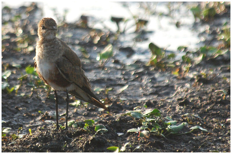 Australian Pratincole