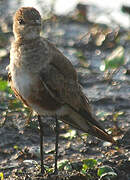 Australian Pratincole