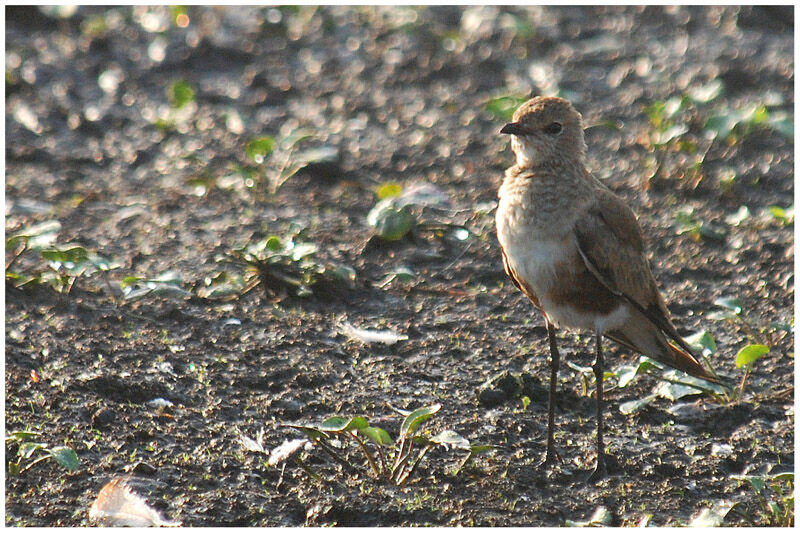 Australian Pratincole