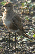 Australian Pratincole