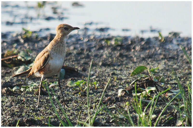 Australian Pratincole