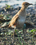 Australian Pratincole