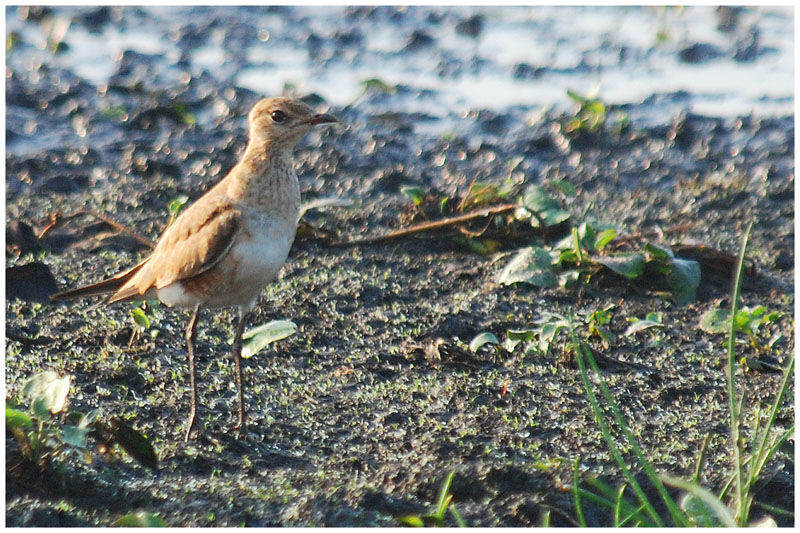 Australian Pratincole