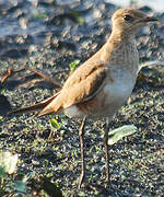 Australian Pratincole