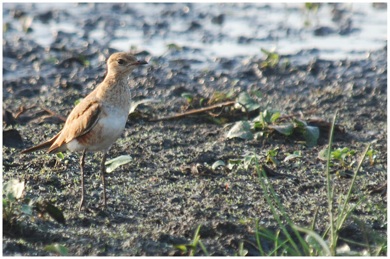 Australian Pratincole