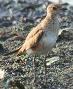 Australian Pratincole