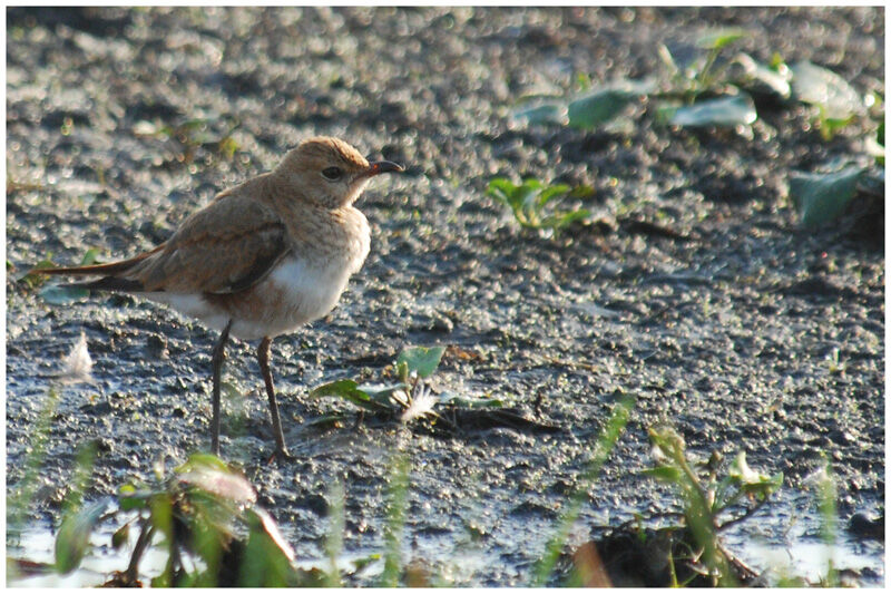 Australian Pratincole