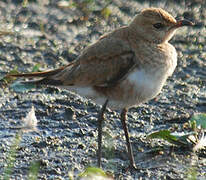 Australian Pratincole