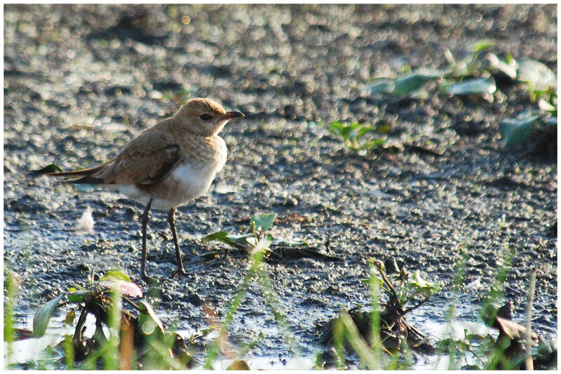 Australian Pratincole