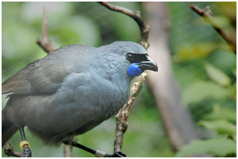 North Island Kokakoadult