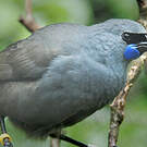 Glaucope de Wilson