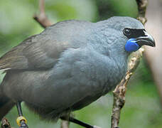 North Island Kokako