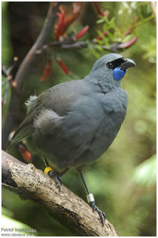 North Island Kokakoadult, identification