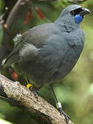 North Island Kokako