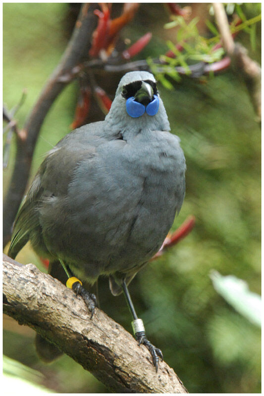 North Island Kokakoadult