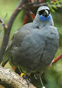 North Island Kokako