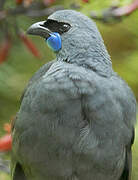 North Island Kokako