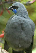 North Island Kokako