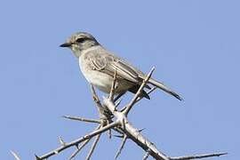 African Grey Flycatcher