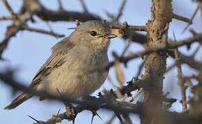 African Grey Flycatcher