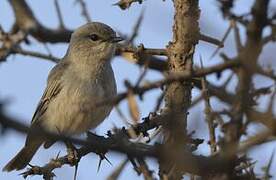 African Grey Flycatcher