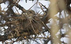 African Grey Flycatcher