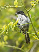 Fiscal Flycatcher