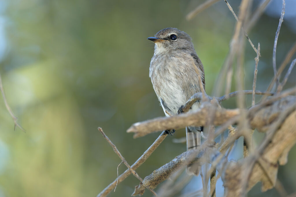 African Dusky Flycatcheradult