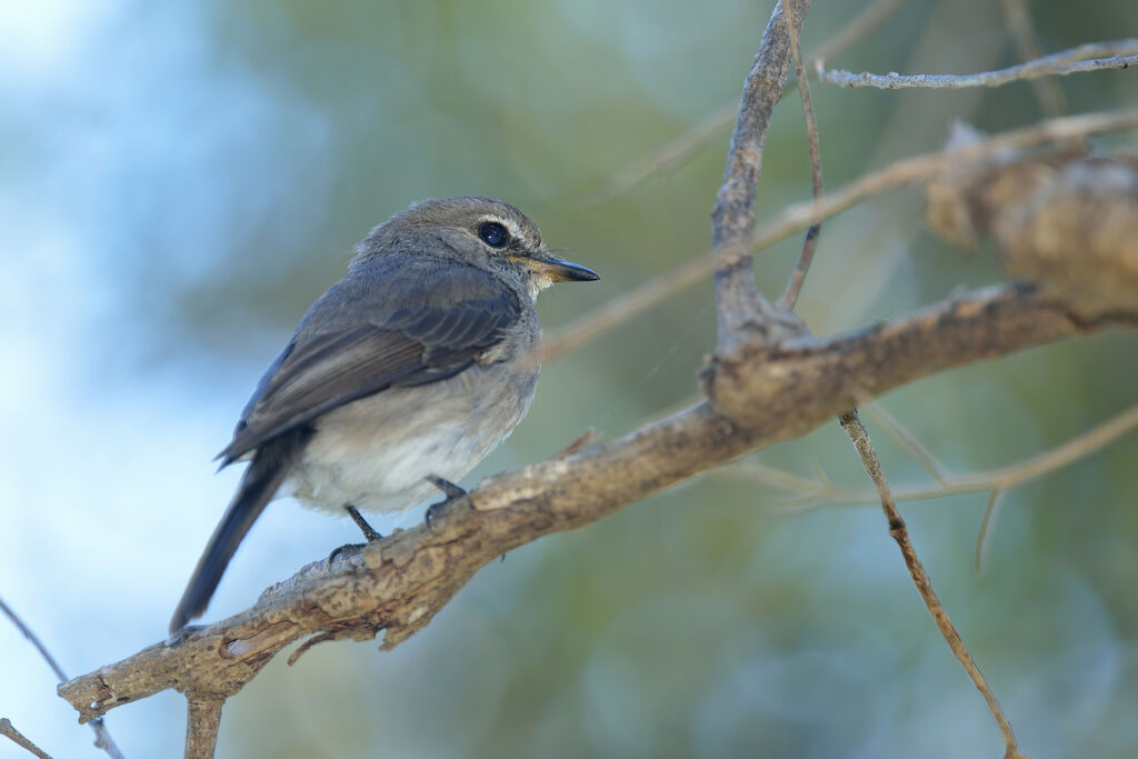 African Dusky Flycatcher