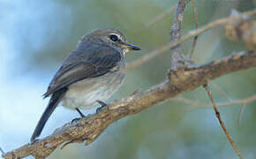 African Dusky Flycatcher