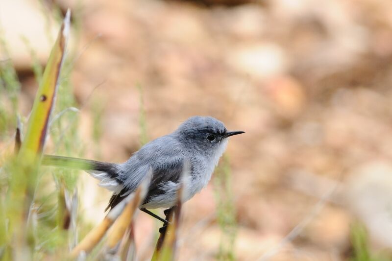 Blue-grey Gnatcatcheradult