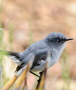 Blue-grey Gnatcatcher