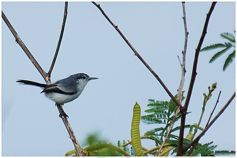 Tropical Gnatcatcher female adult