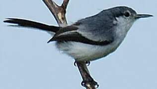 Tropical Gnatcatcher