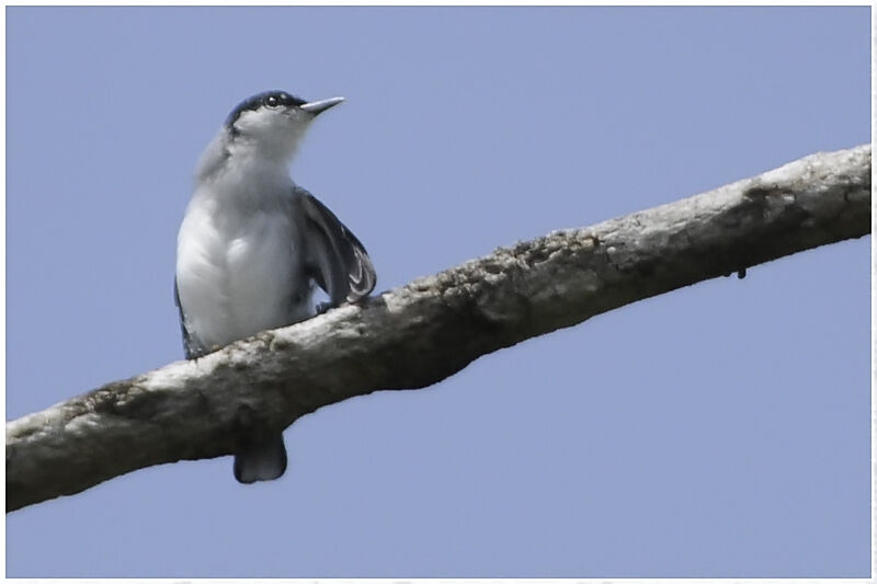 Tropical Gnatcatcher male adult