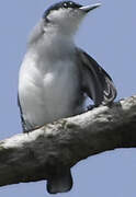 Tropical Gnatcatcher