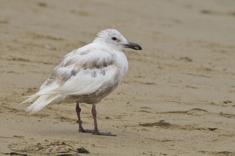 Glaucous-winged GullFirst year