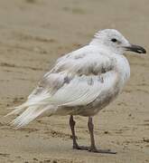 Glaucous-winged Gull