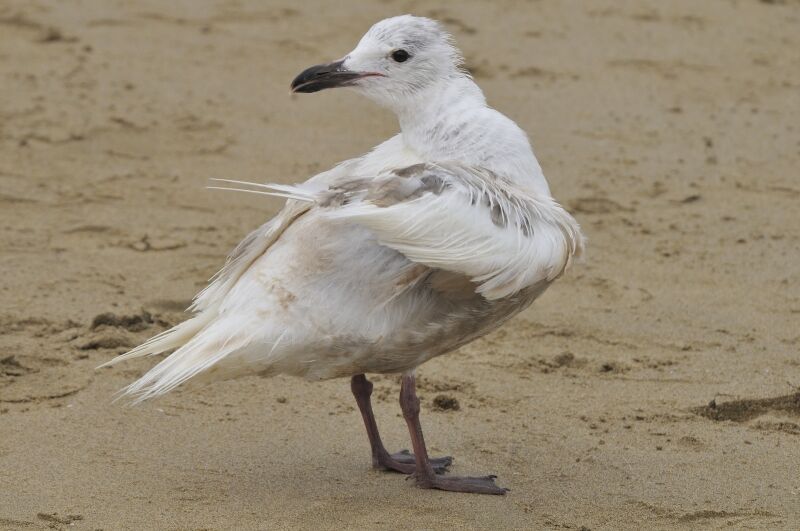 Goéland à ailes grises1ère année