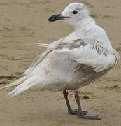 Glaucous-winged Gull