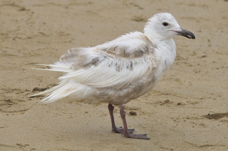 Glaucous-winged GullFirst year