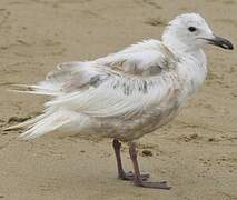 Glaucous-winged Gull