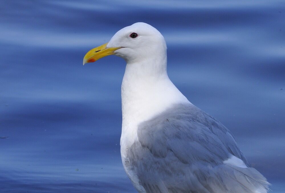 Glaucous-winged Gulladult