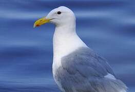 Glaucous-winged Gull