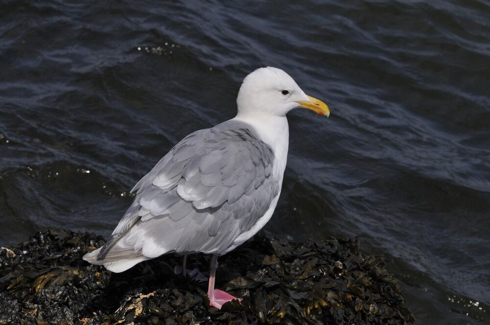 Glaucous-winged Gulladult