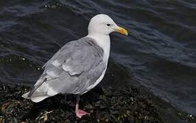 Goéland à ailes grises